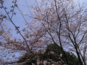 sakura_chichibu.jpg