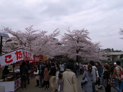 sakura_20110409_1.jpg