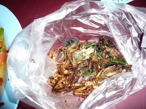 thaniya_bugs_081004.jpg